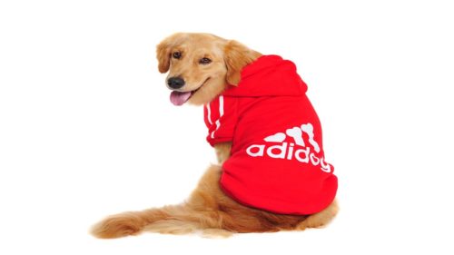 Adidas la lucha contra la marca de de perros Adidog - Enrique Ortega Burgos